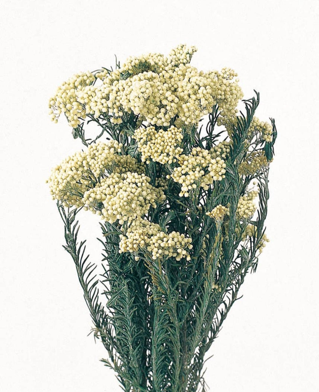 Dried Preserved Rice Flower- Immortelle