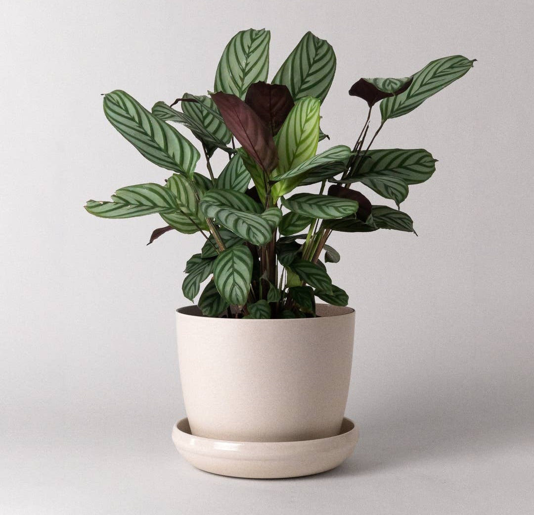 7" Planter