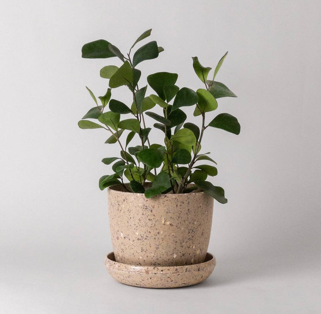 7" Planter