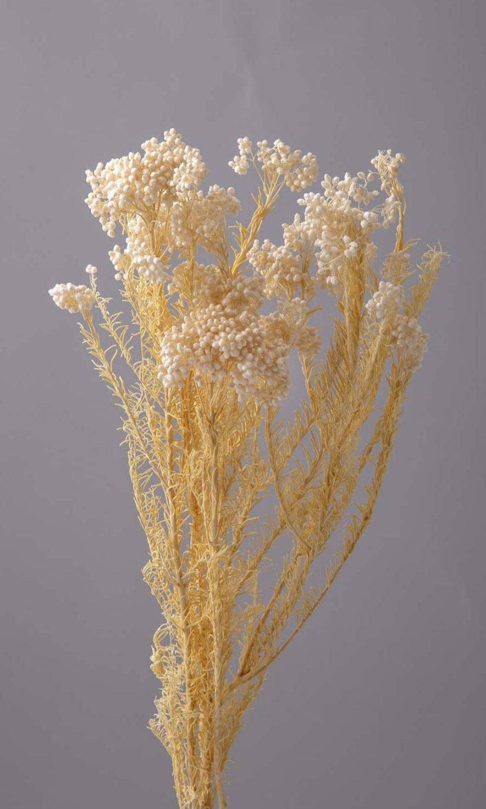 Dried Preserved Rice Flower- Immortelle