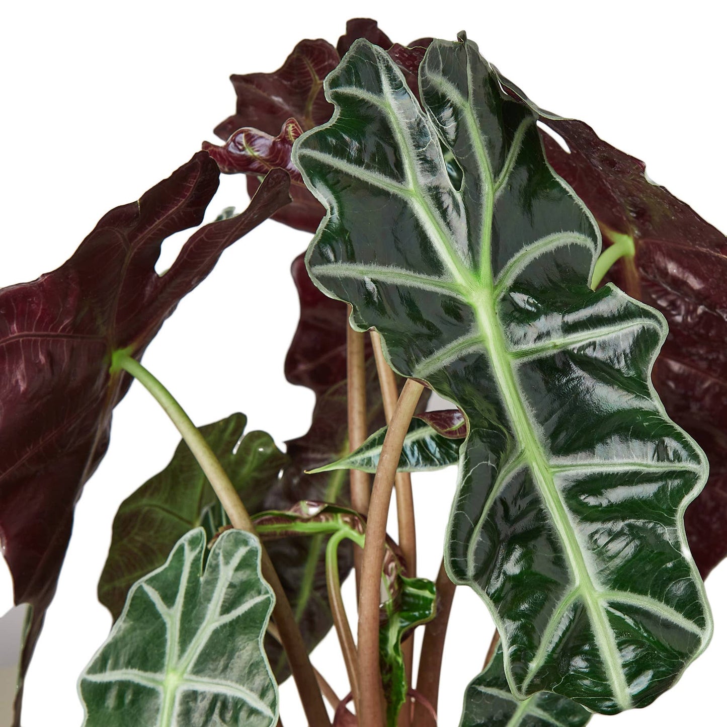 ALOCASIA AFRICAN MASK 6-inch
