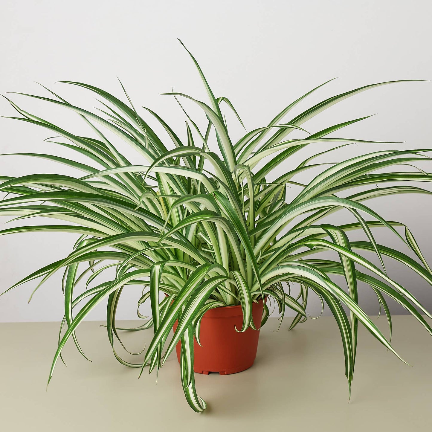 SPIDER REVERSE 6-inch
