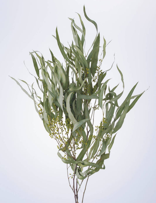 Dried Preserved Eucalyptus Exotica with Leaf (Natural)