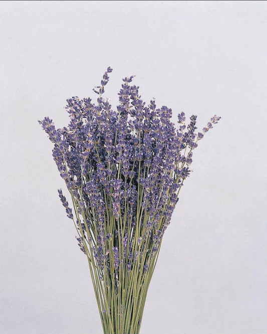 Dried Preserved Lavender (Natural)