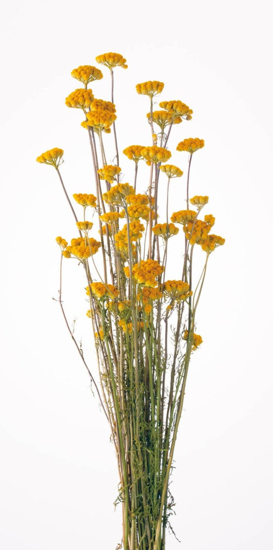 Dried Preserved Lonas- African Daisy (Natural)