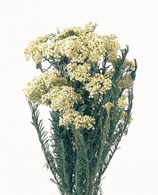 Dried Preserved Rice Flower- Immortelle