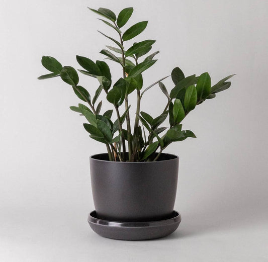 7" Planter