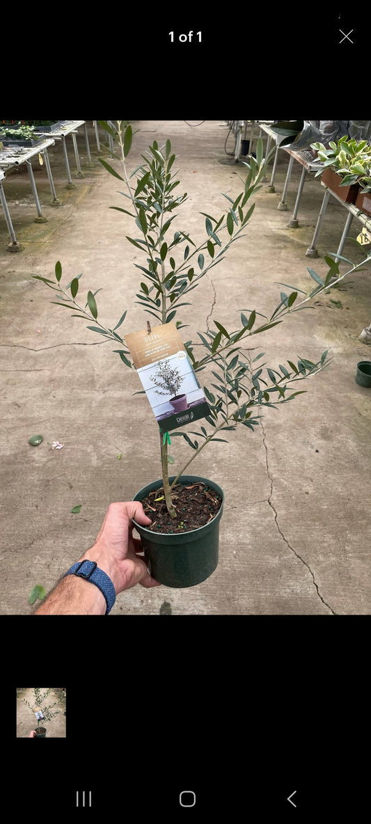 Olive Tree - Live Plant