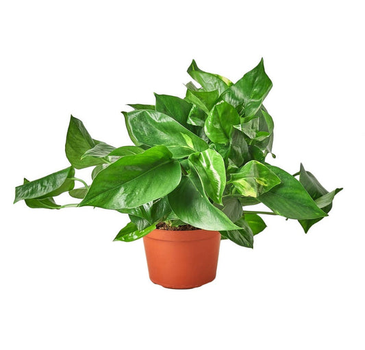 Golden Pothos- Live Plant