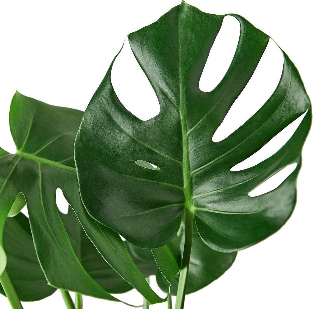 Monstera Deliciosa- Live Plant