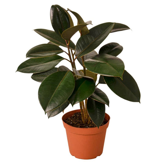 Fiscus Burgandy - Live Plant