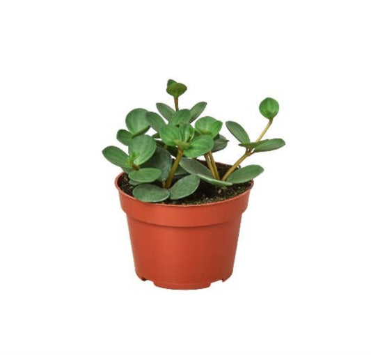 Peperomia (Hope) Plant 4 inch