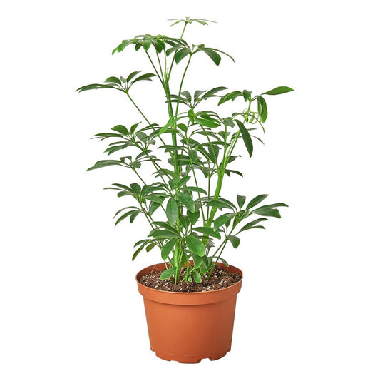Schefflera Arboricola 6 inch