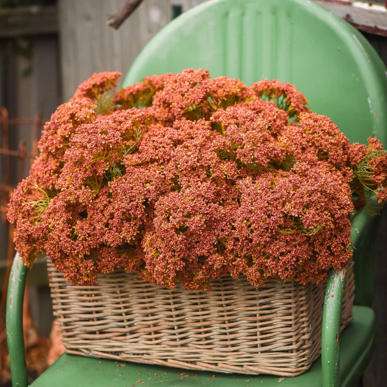 16" ORANGE & RED QUEEN ANNE LACE BUSH